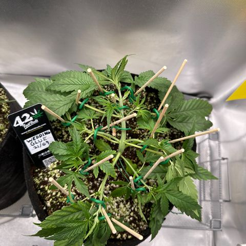 Wedding Glue growlog timeline photo