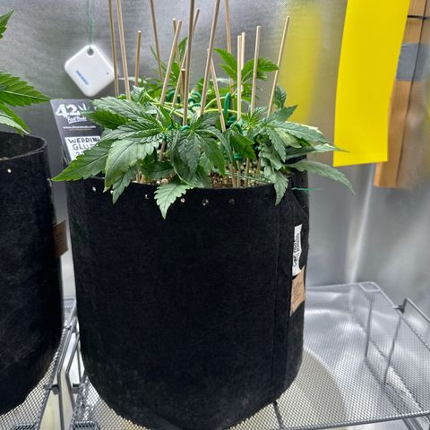 Wedding Glue growlog timeline photo
