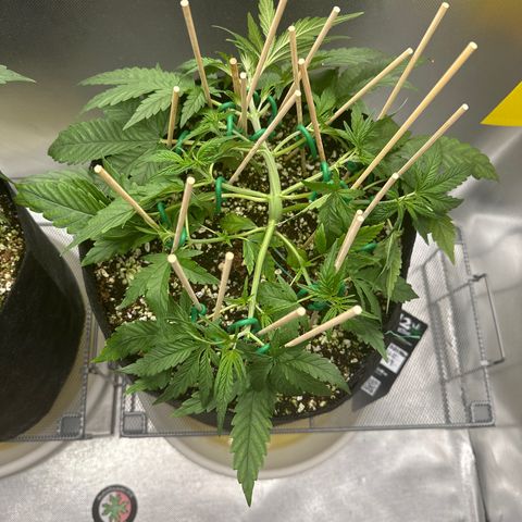 Wedding Glue growlog timeline photo
