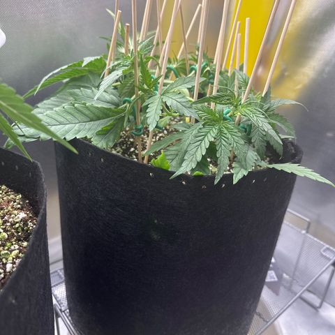 Wedding Glue growlog timeline photo