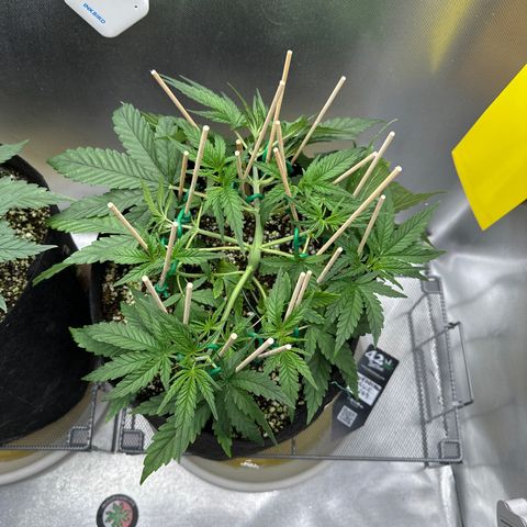 Wedding Glue growlog timeline photo