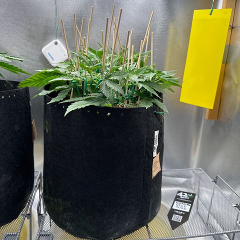 Wedding Glue growlog timeline photo