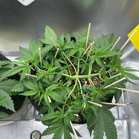 Wedding Glue growlog timeline photo