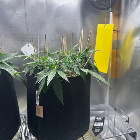 Wedding Glue growlog timeline photo