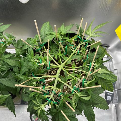 Wedding Glue growlog timeline photo