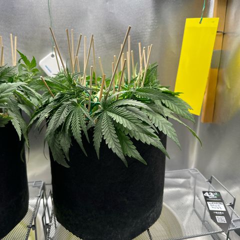 Wedding Glue growlog timeline photo