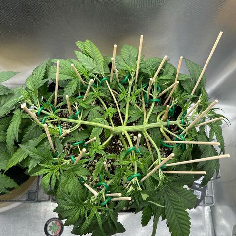 Wedding Glue growlog timeline photo