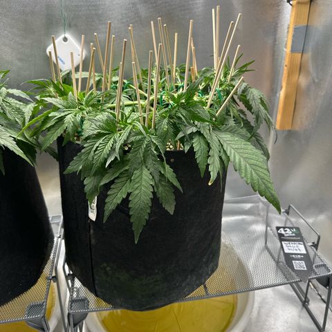 Wedding Glue growlog timeline photo