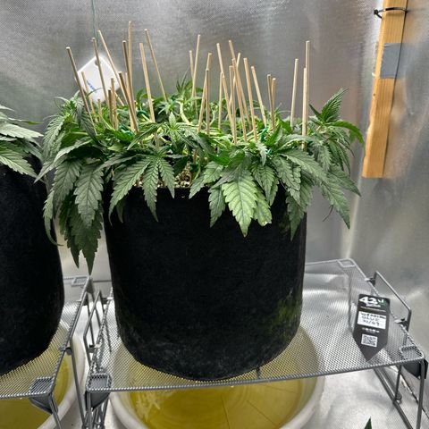 Wedding Glue growlog timeline photo