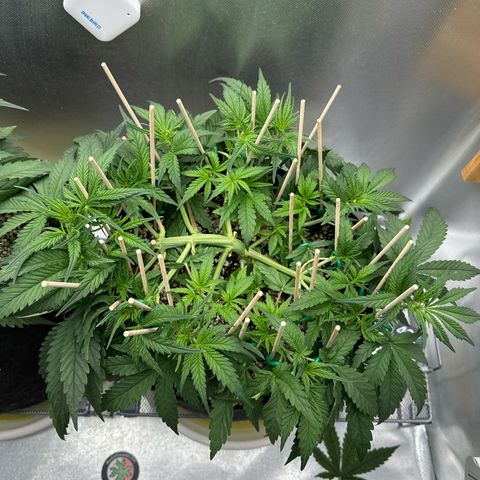 Wedding Glue growlog timeline photo