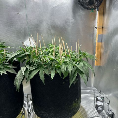 Wedding Glue growlog timeline photo
