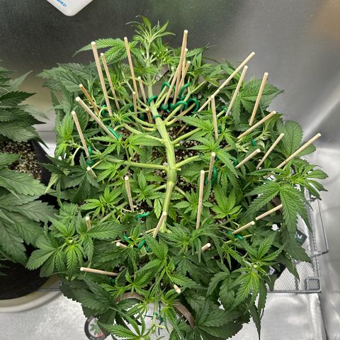 Wedding Glue growlog timeline photo
