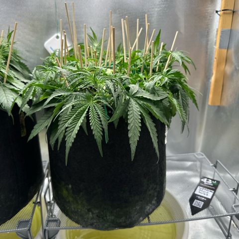 Wedding Glue growlog timeline photo