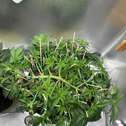 Wedding Glue growlog timeline photo