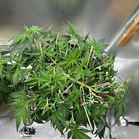 Wedding Glue growlog timeline photo