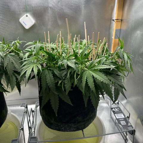 Wedding Glue growlog timeline photo
