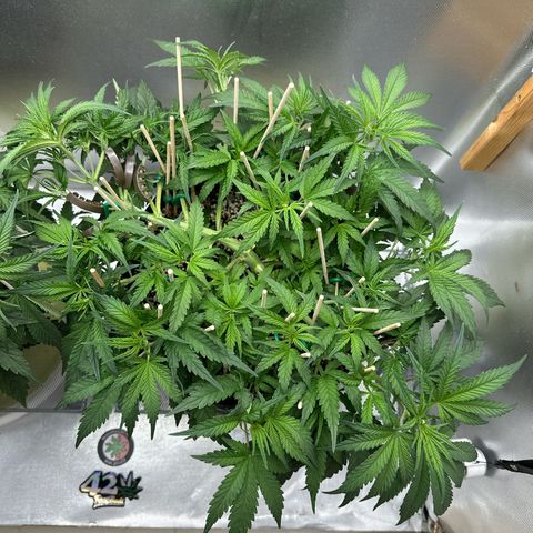 Wedding Glue growlog timeline photo