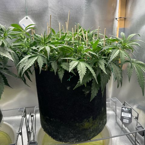 Wedding Glue growlog timeline photo