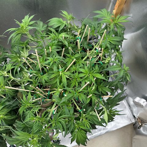 Wedding Glue growlog timeline photo