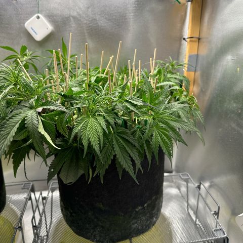 Wedding Glue growlog timeline photo