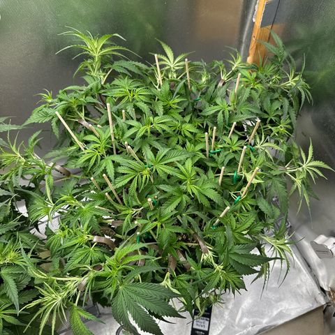Wedding Glue growlog timeline photo