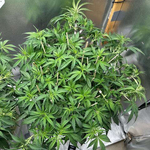 Wedding Glue growlog timeline photo