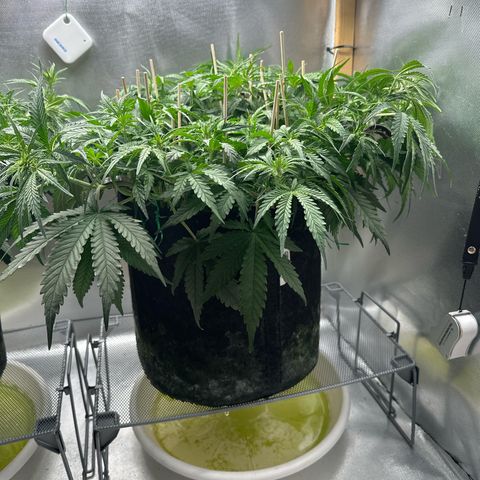 Wedding Glue growlog timeline photo