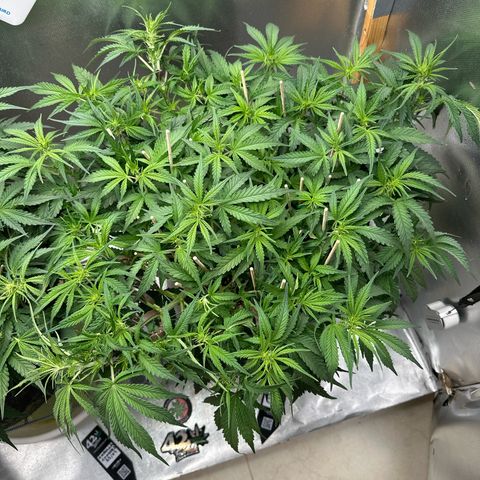 Wedding Glue growlog timeline photo