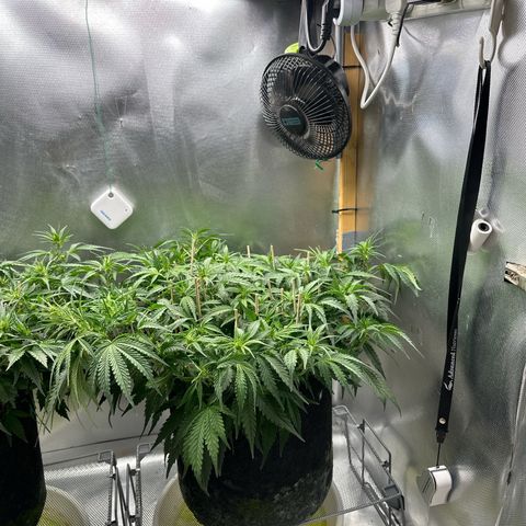 Wedding Glue growlog timeline photo