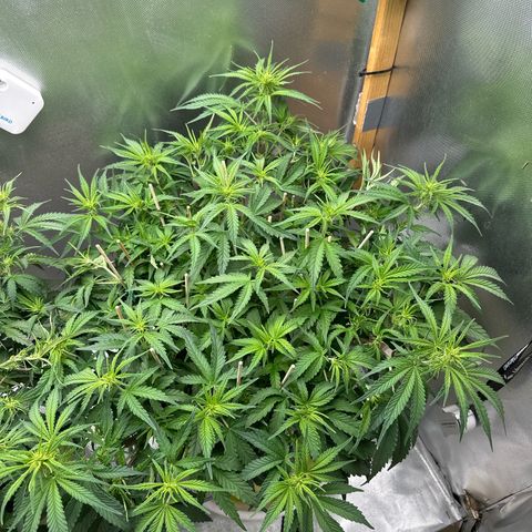 Wedding Glue growlog timeline photo