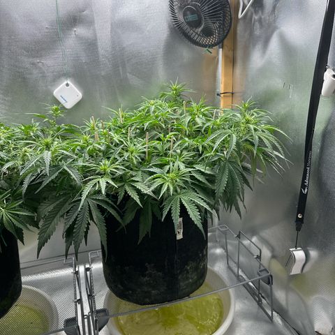 Wedding Glue growlog timeline photo