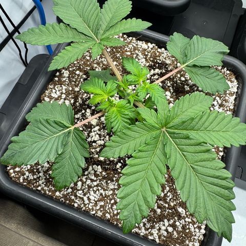 Northern Light growlog timeline photo