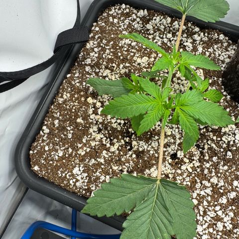 Royal Gorilla growlog timeline photo