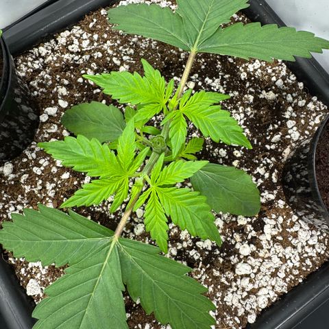 OG Kush growlog timeline photo