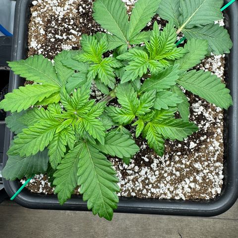 Northern Light growlog timeline photo