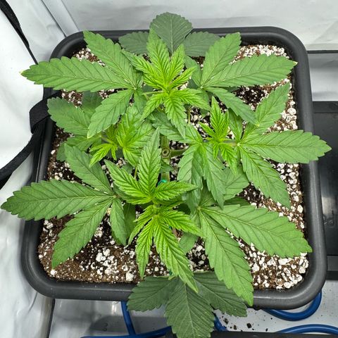 Royal Gorilla growlog timeline photo