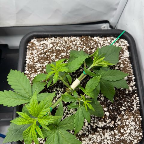 OG Kush growlog timeline photo