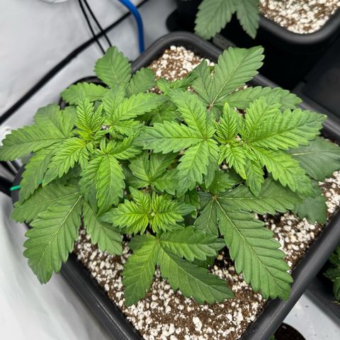 Northern Light growlog timeline photo
