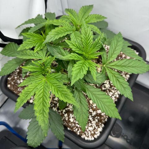 Royal Gorilla growlog timeline photo