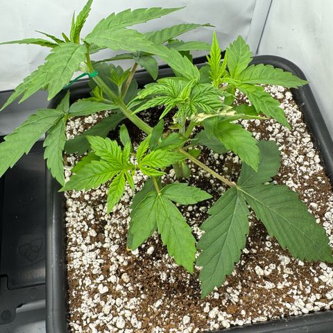 OG Kush growlog timeline photo