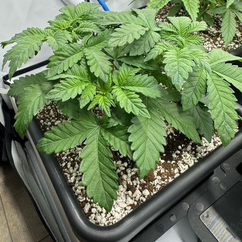 Northern Light growlog timeline photo