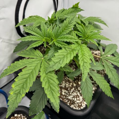 Royal Gorilla growlog timeline photo