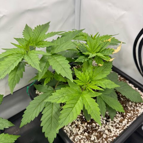 OG Kush growlog timeline photo