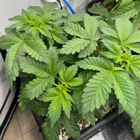 Northern Light growlog timeline photo
