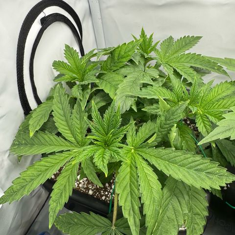 Royal Gorilla growlog timeline photo