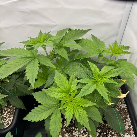 OG Kush growlog timeline photo