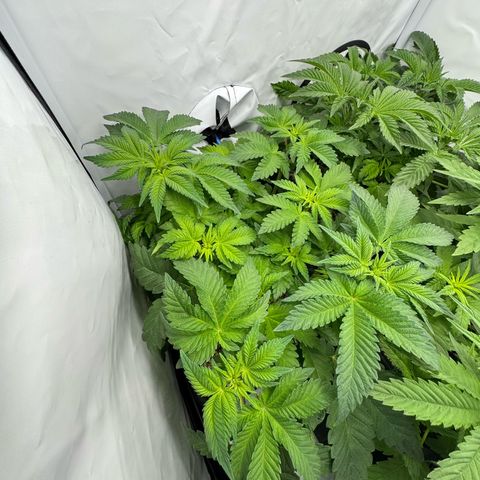 Northern Light growlog timeline photo