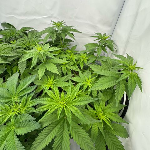 OG Kush growlog timeline photo
