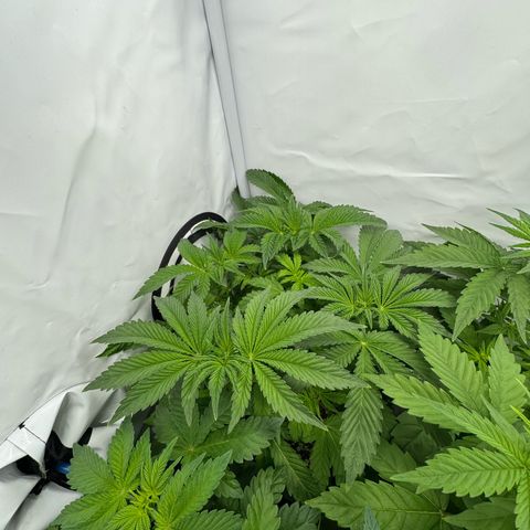 Royal Gorilla growlog timeline photo