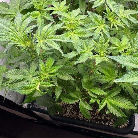 Northern Light growlog timeline photo